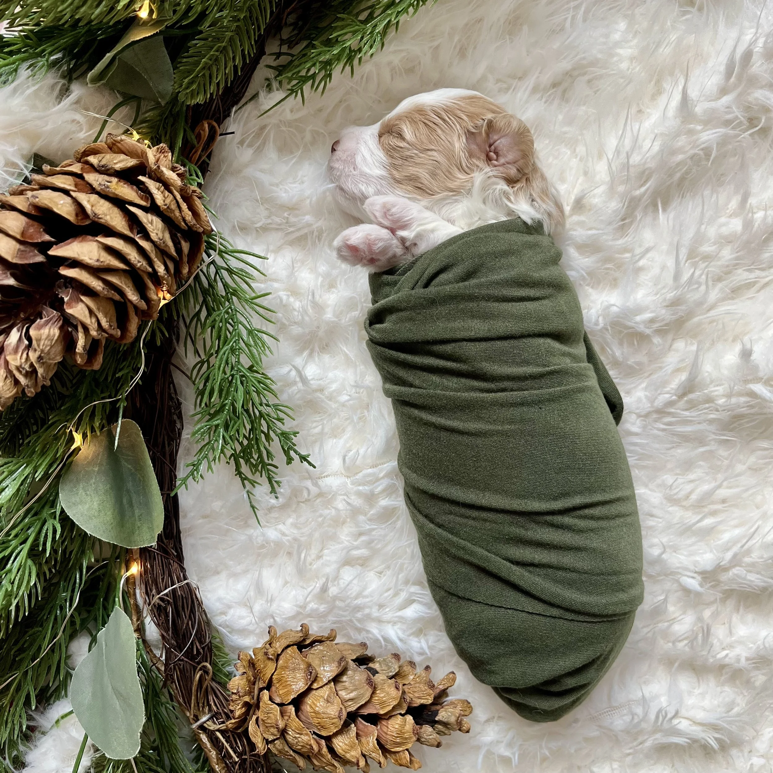 Tan Boy - 2.5 weeks old