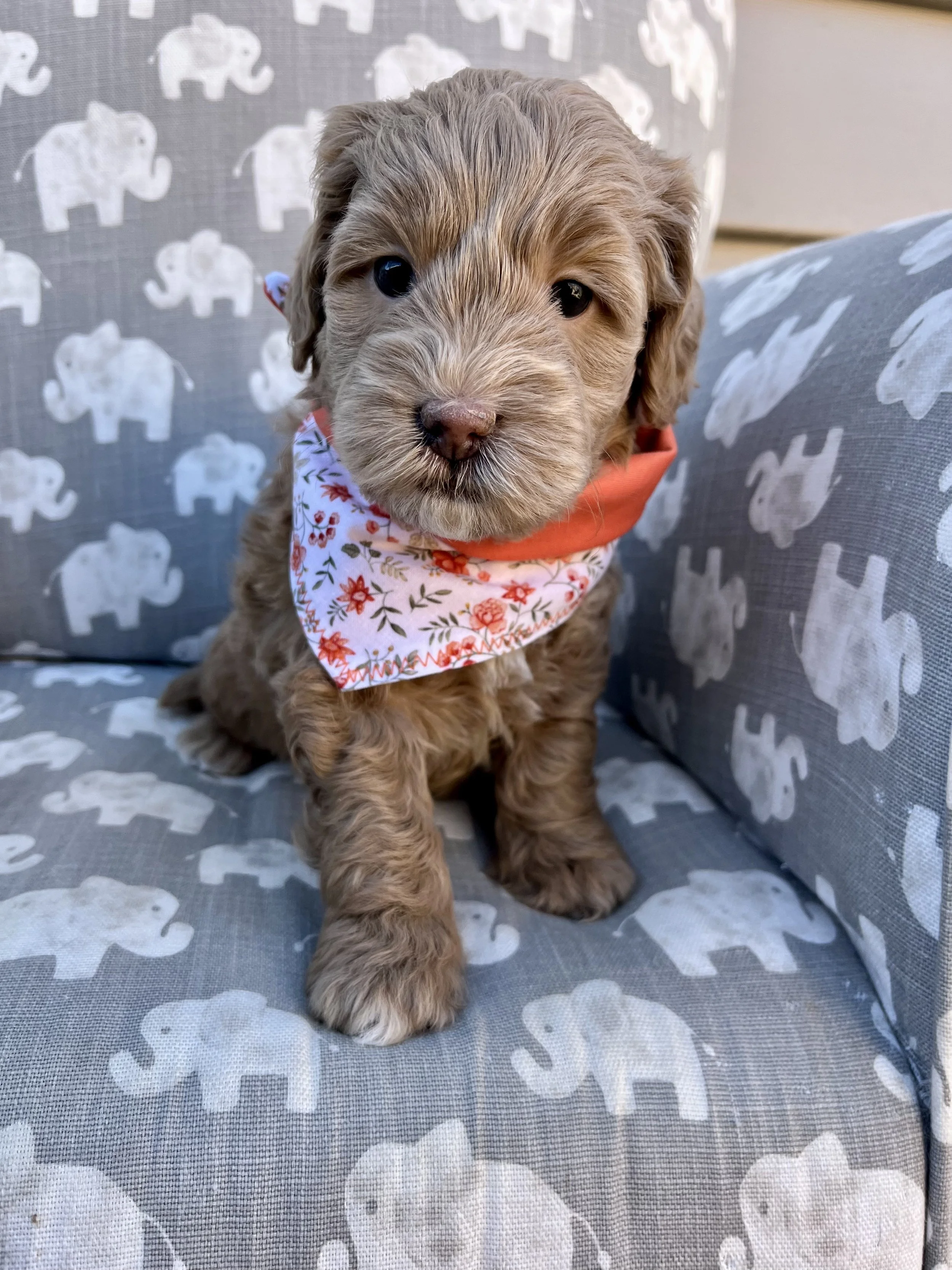 Orange Girl - 5 weeks old