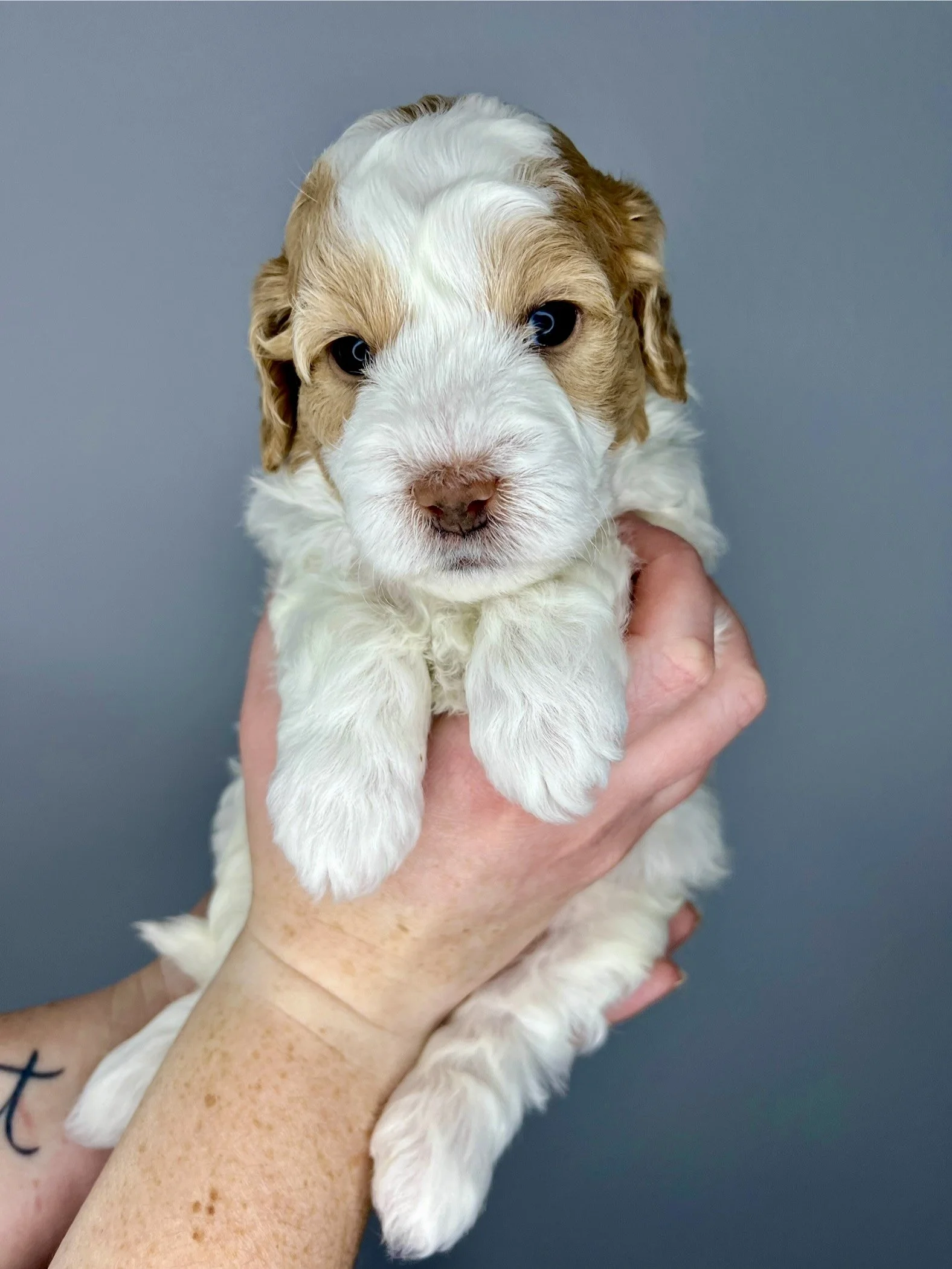 Tan Boy - 4 weeks old