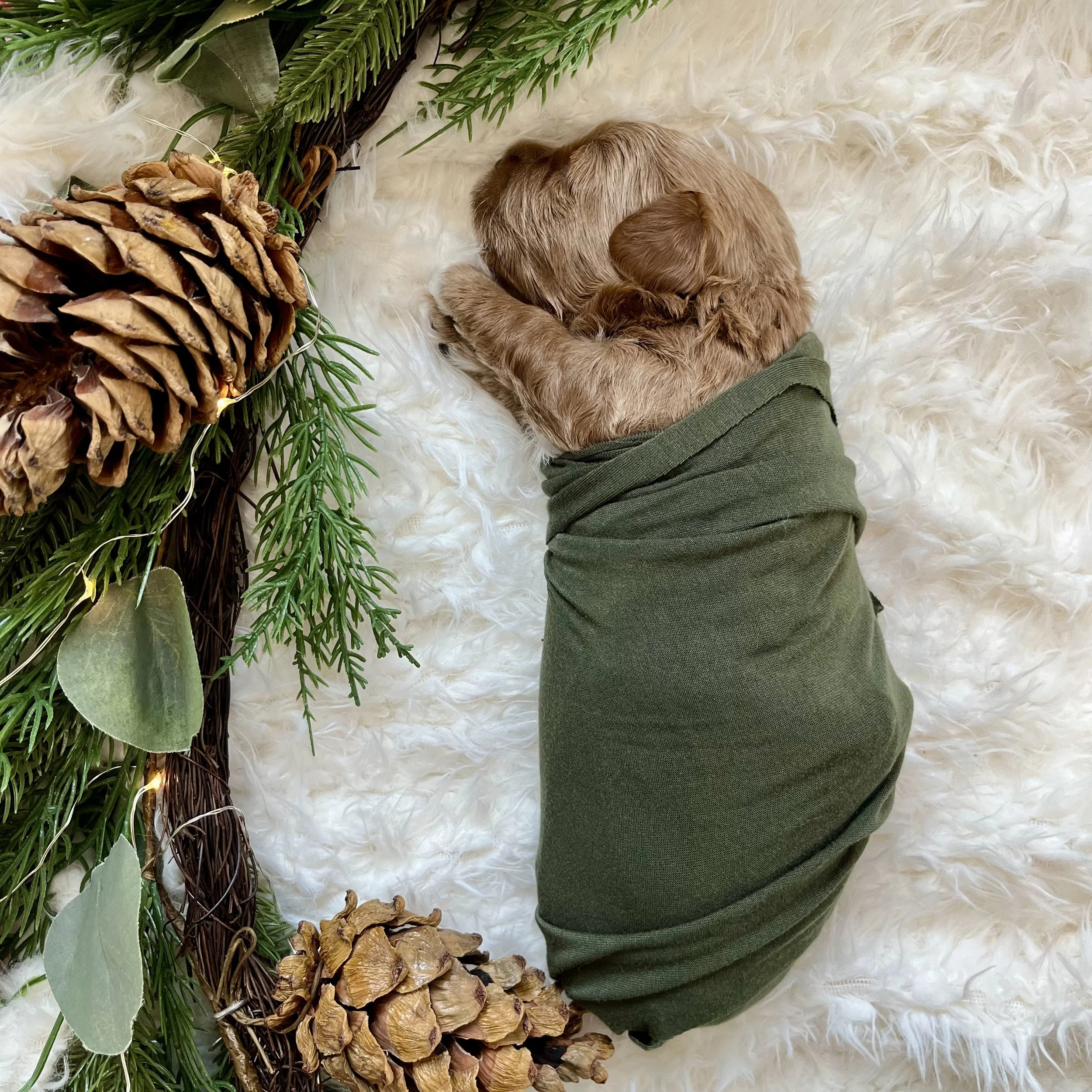 Blue Boy - 2.5 weeks old