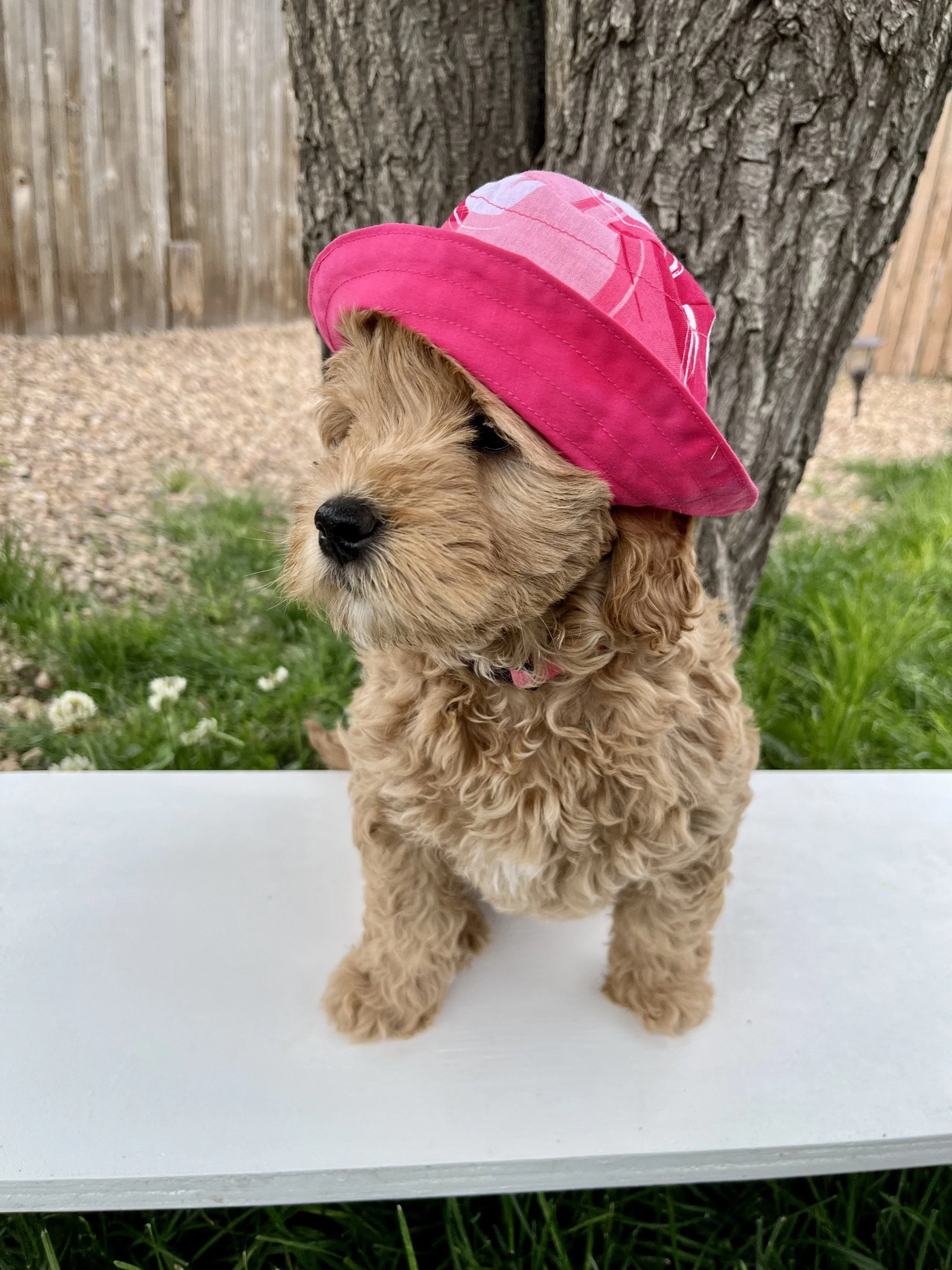 Pink Girl - 8 Weeks Old