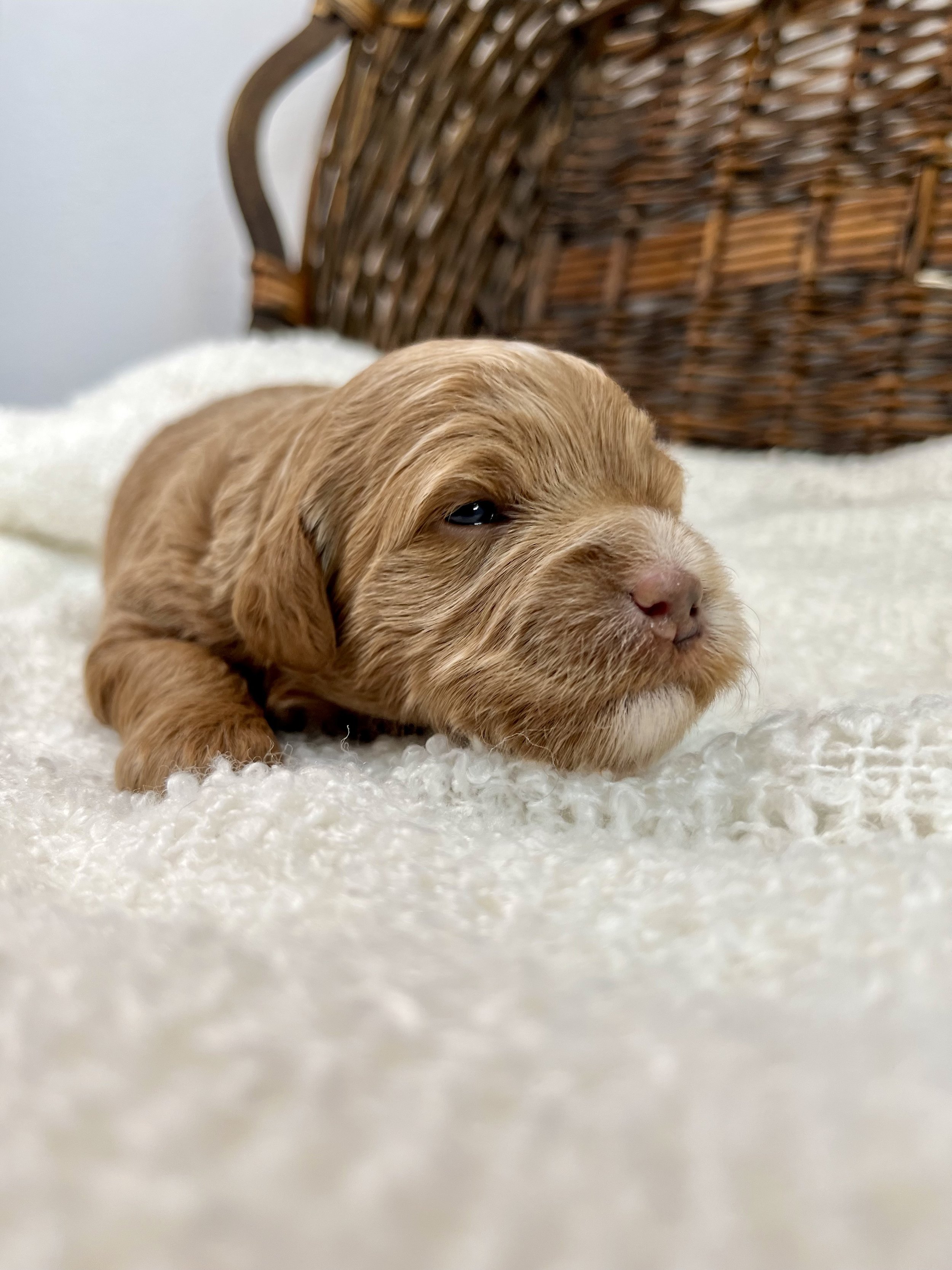 Blue Girl - 2 Weeks Old