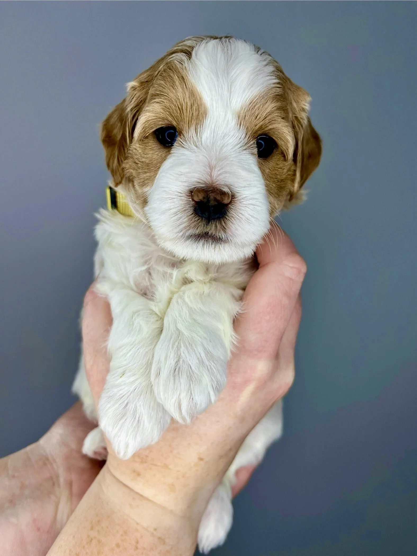 Yellow Girl - 4 weeks old