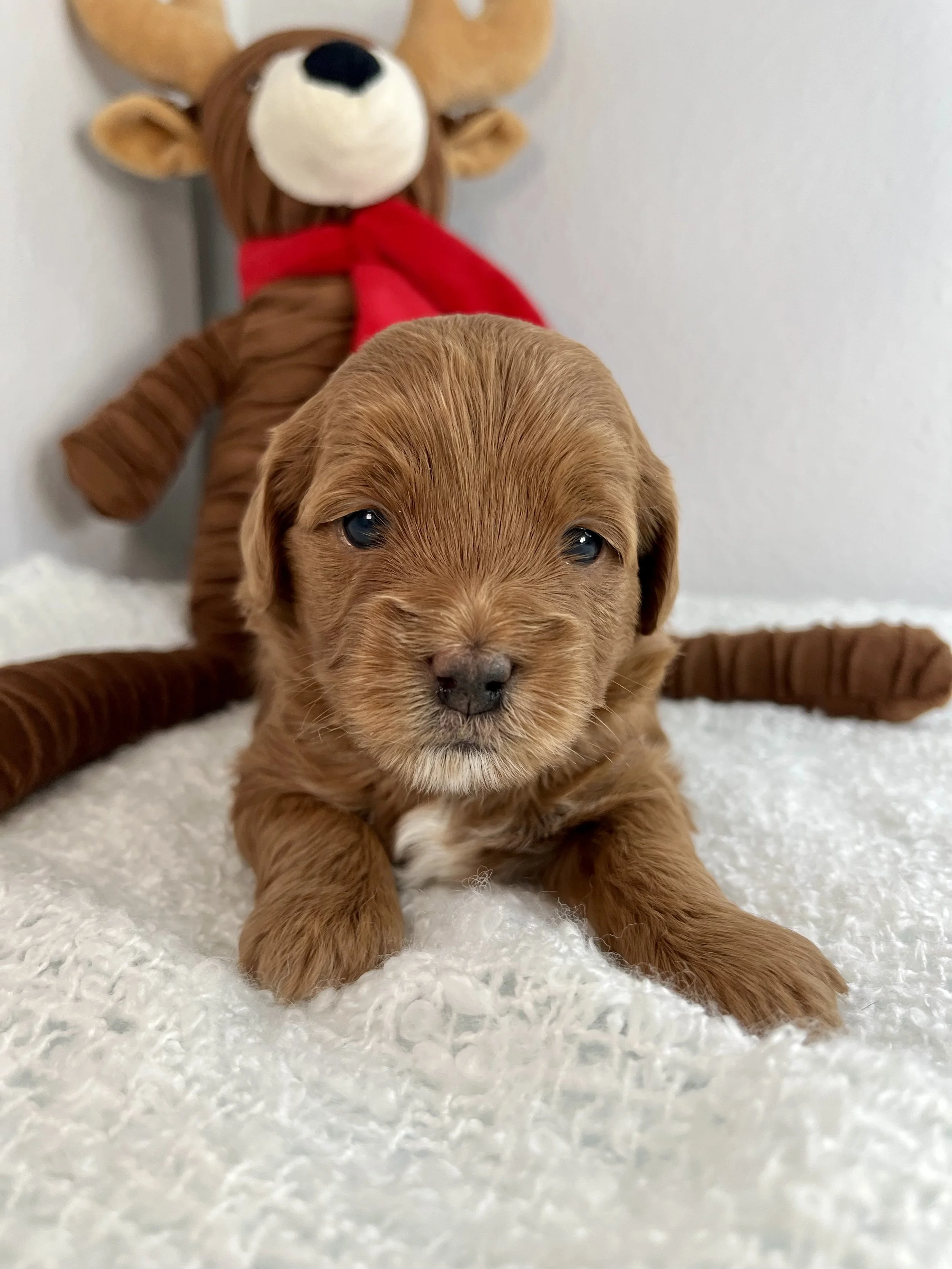 Red Girl - 3 weeks old