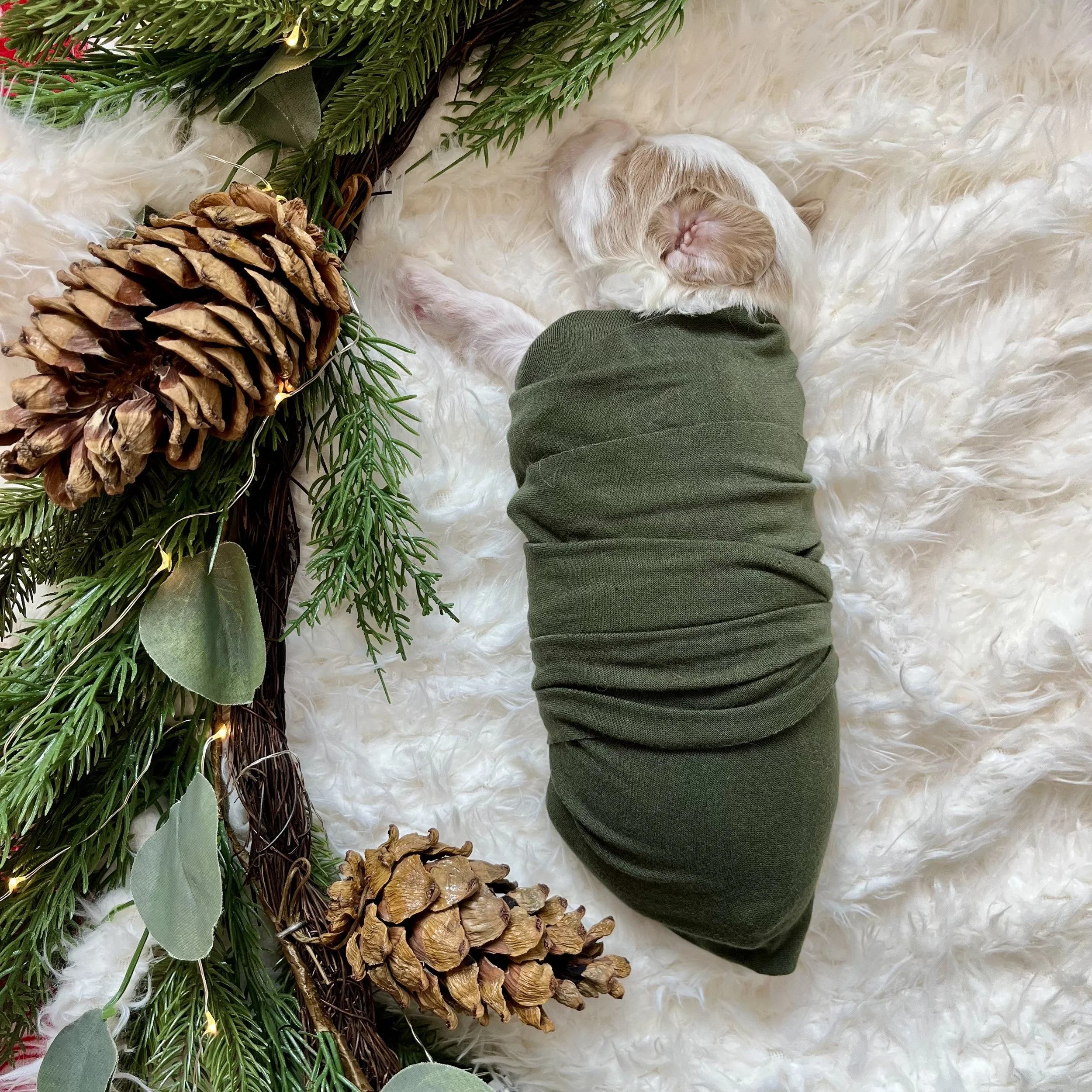 Gray Boy - 2.5 weeks old