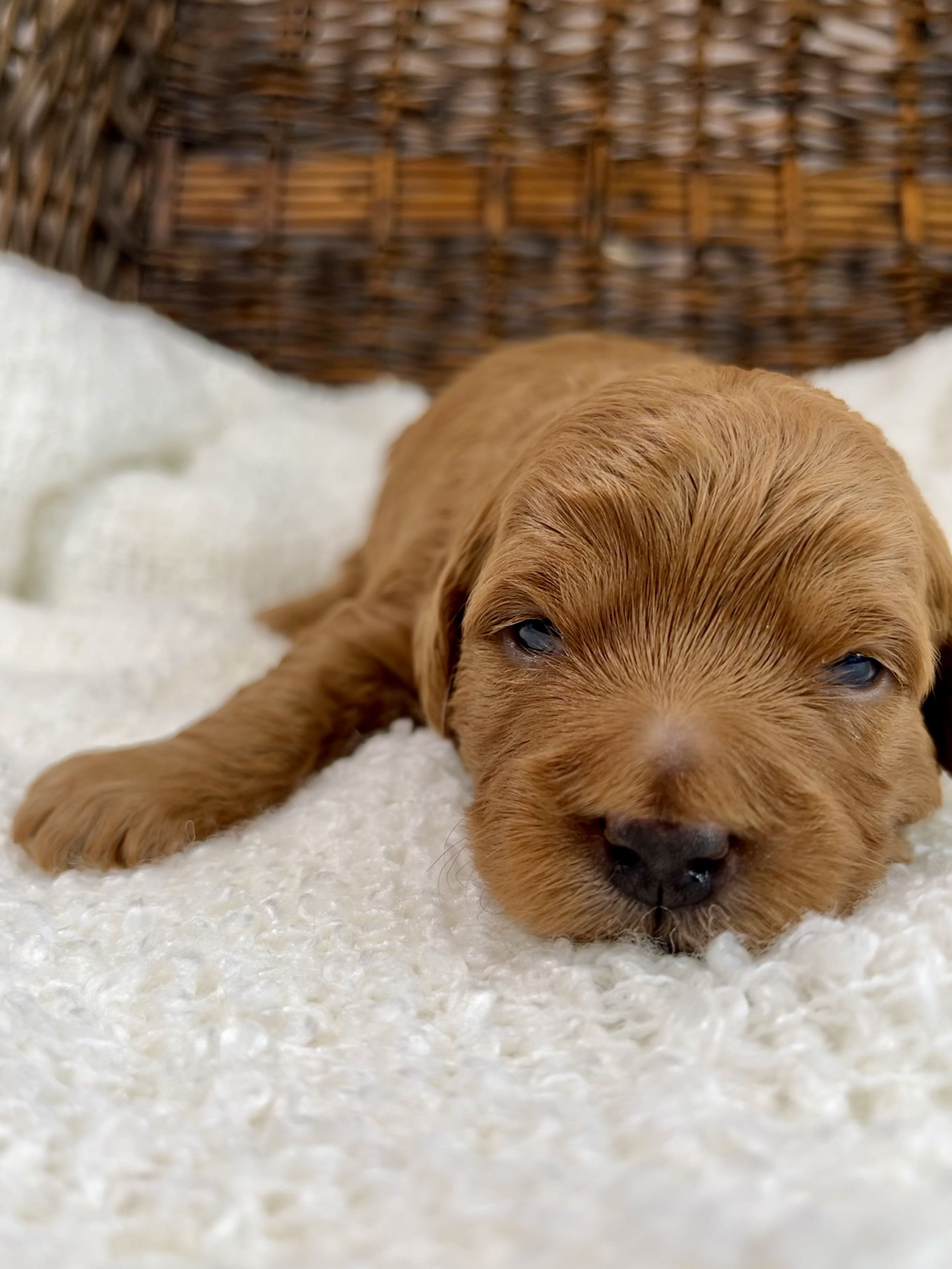 Green Boy - 2 Weeks Old
