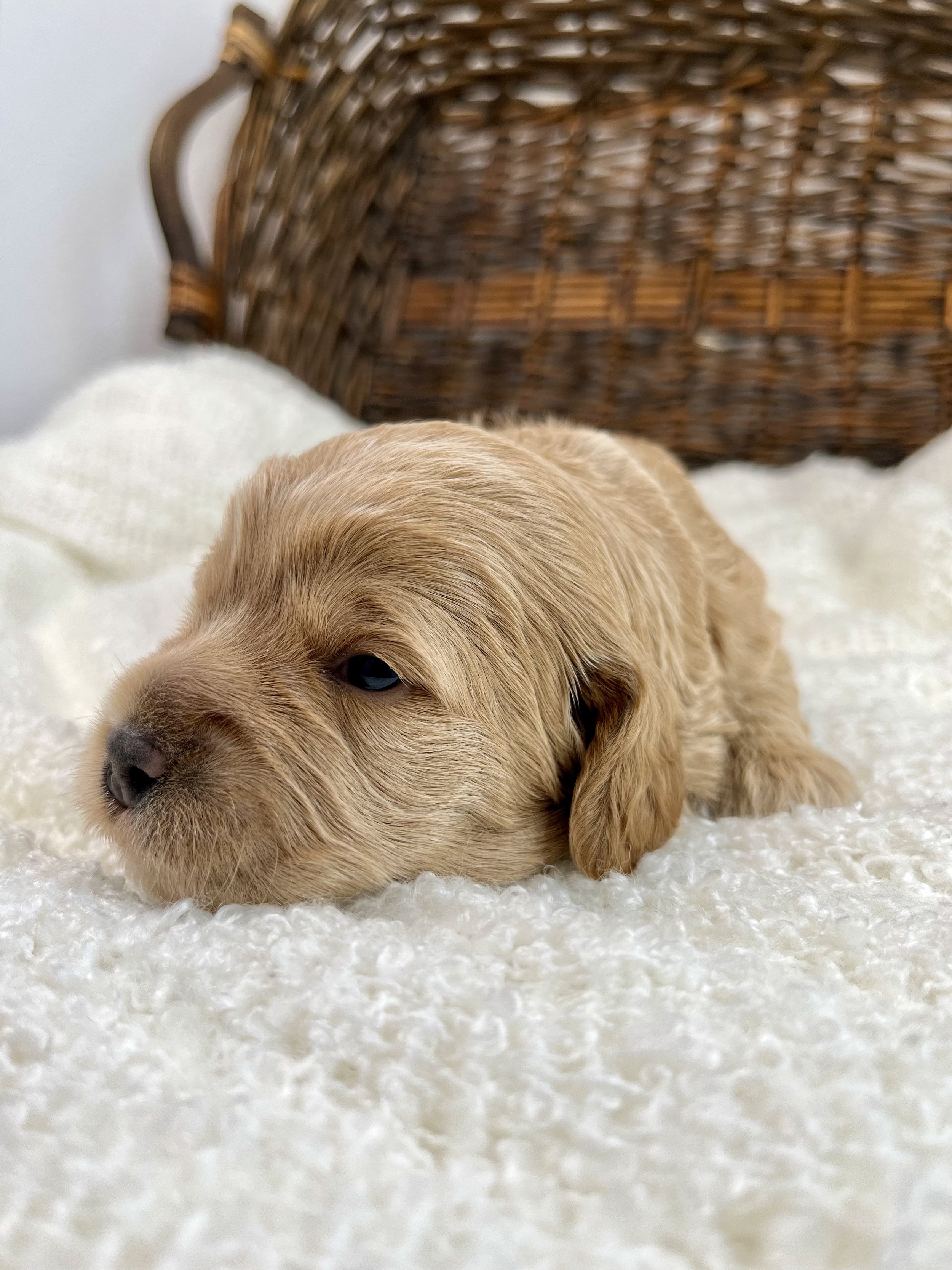 Pink Girl - 2 Weeks Old