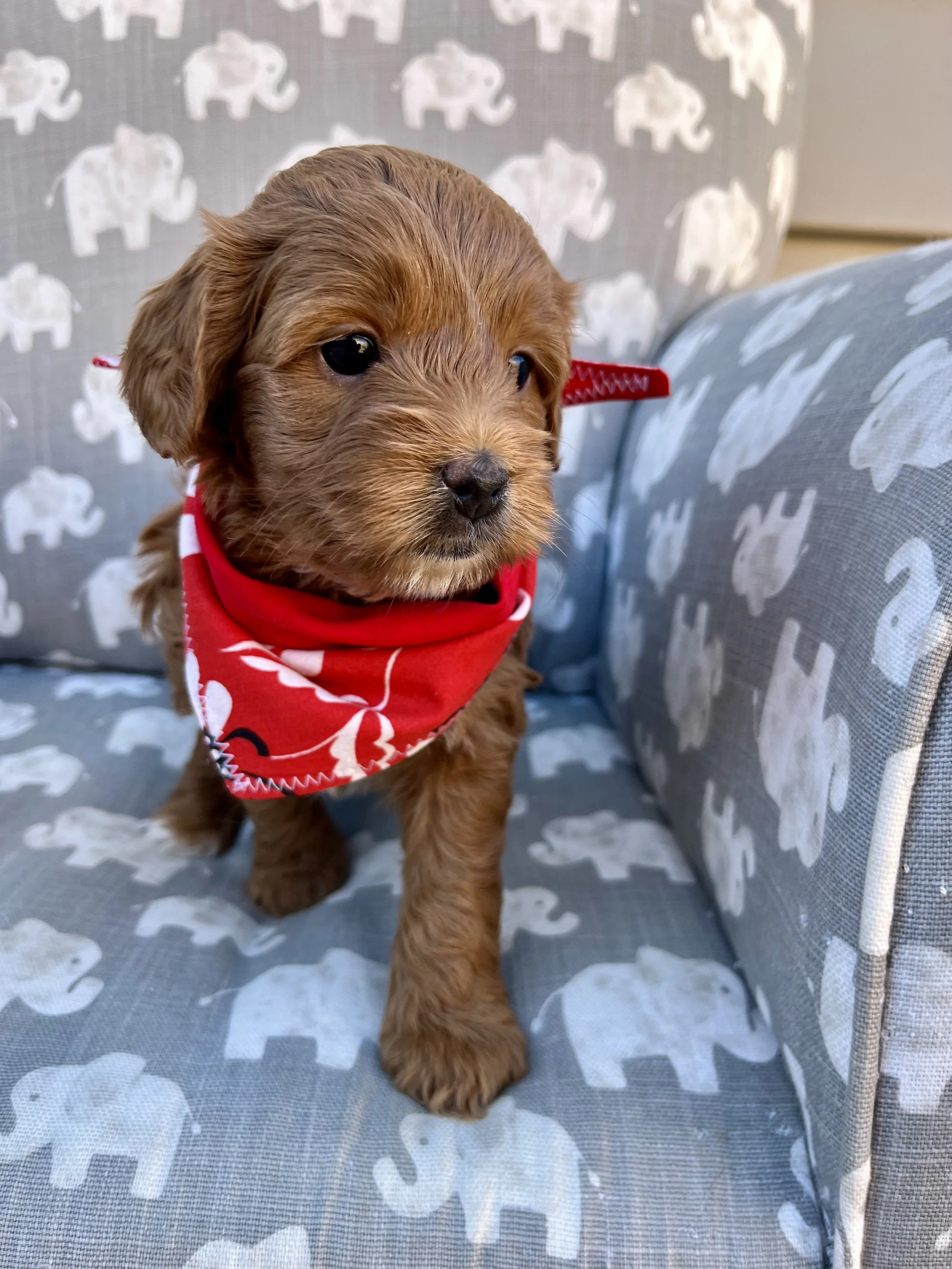 Red Girl - 5 weeks old