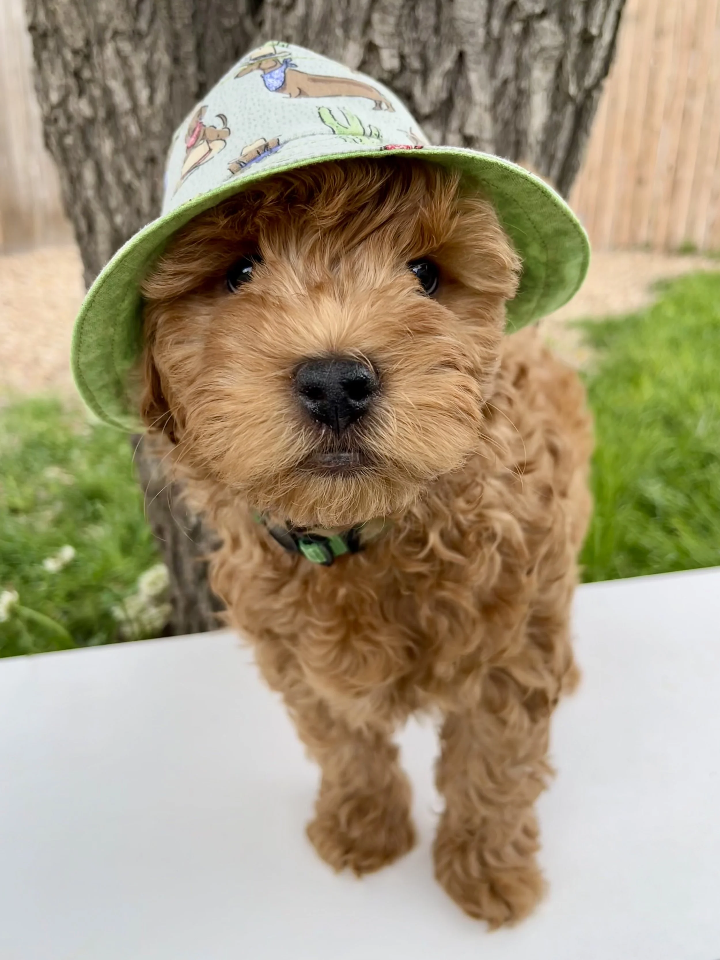 Green Boy - 8 Weeks Old