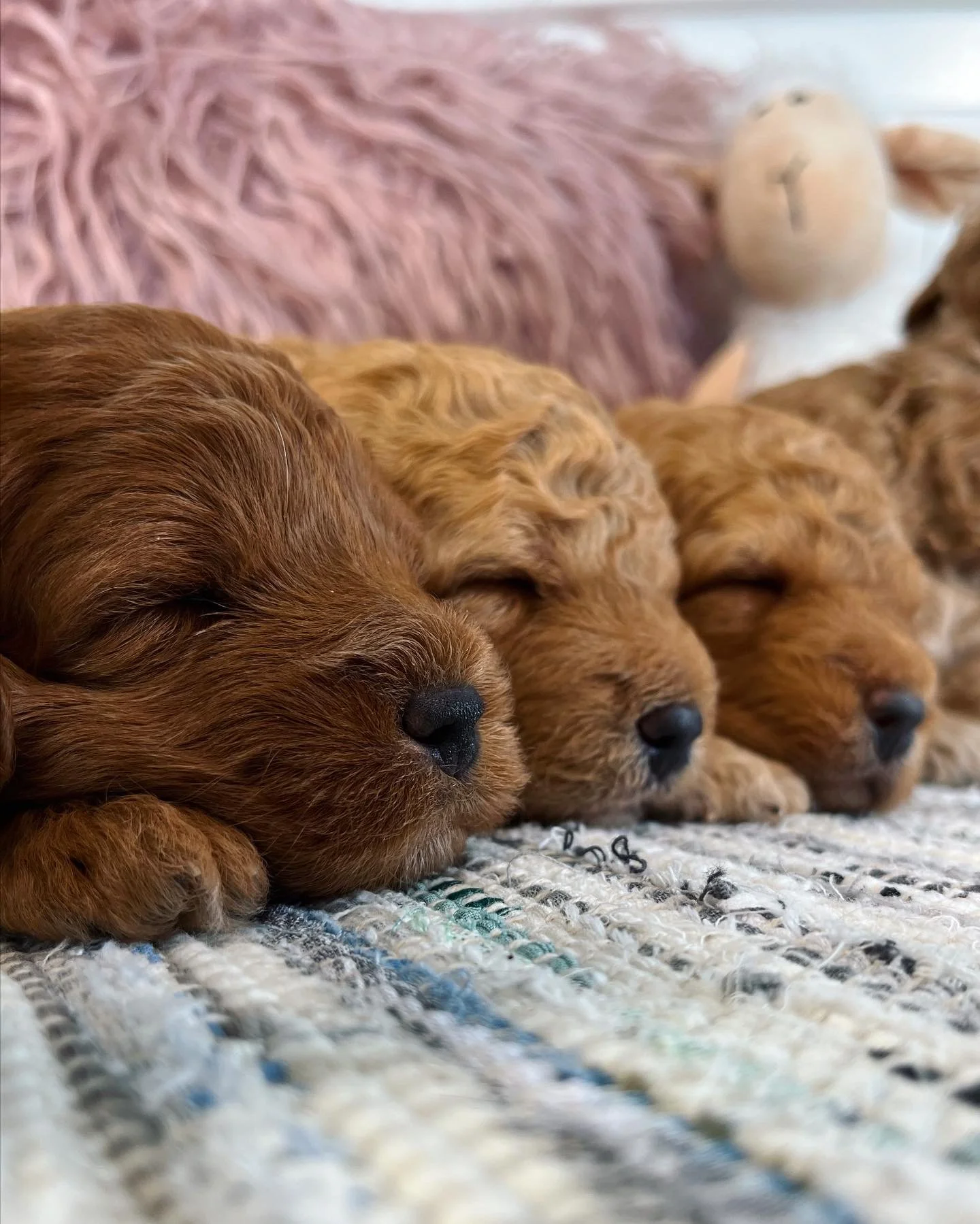 Puppies 3 Weeks Old - 2.jpg