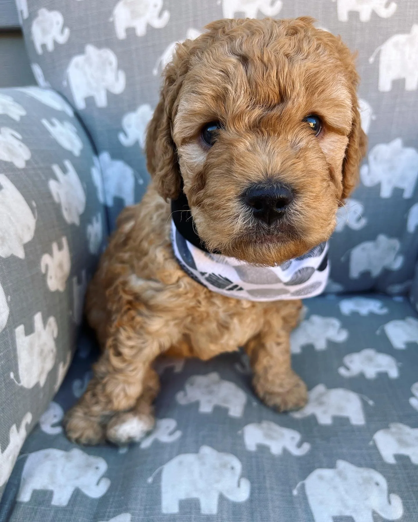 Black Boy - 5 Weeks Old