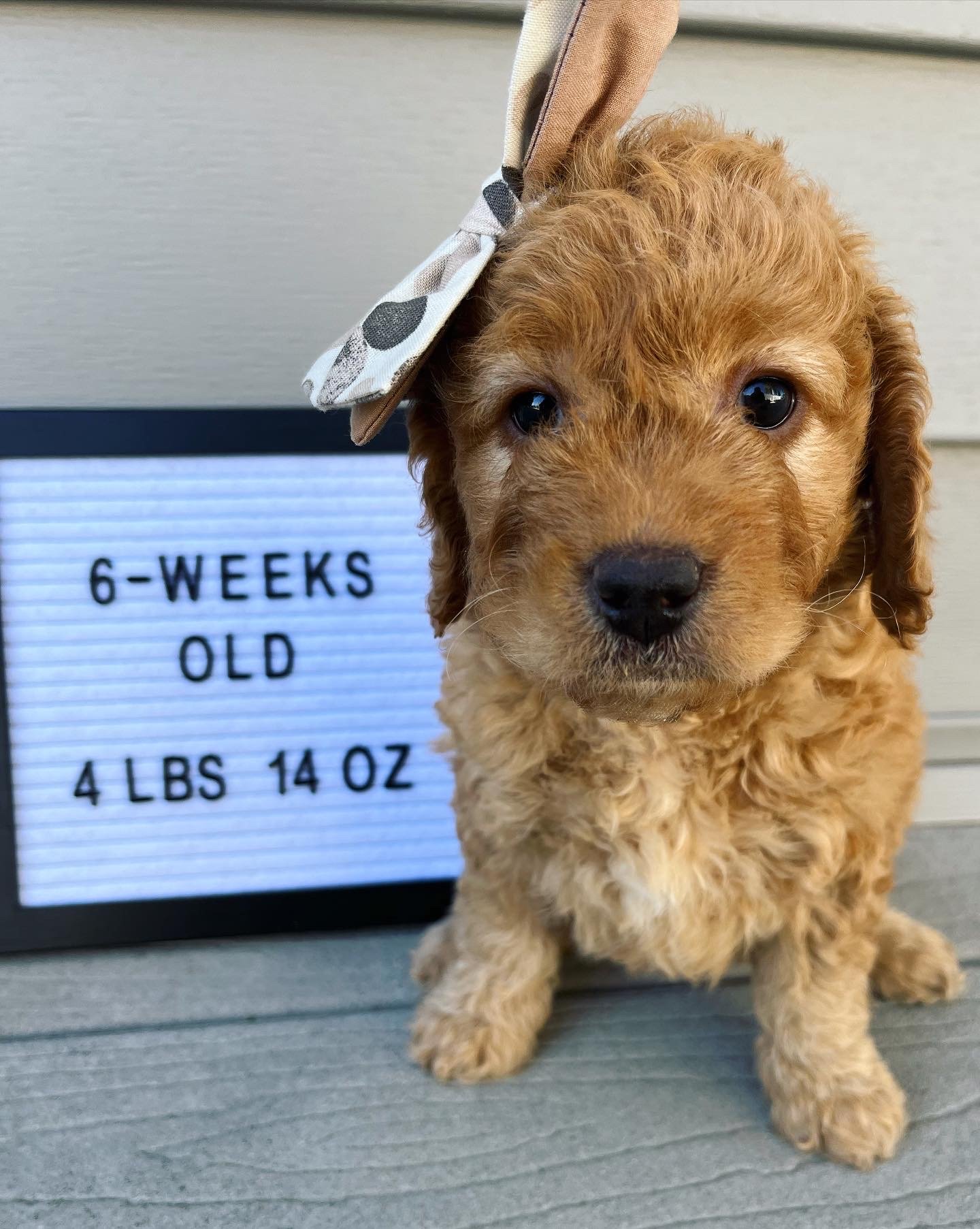 Tan Girl - 6 Weeks Old