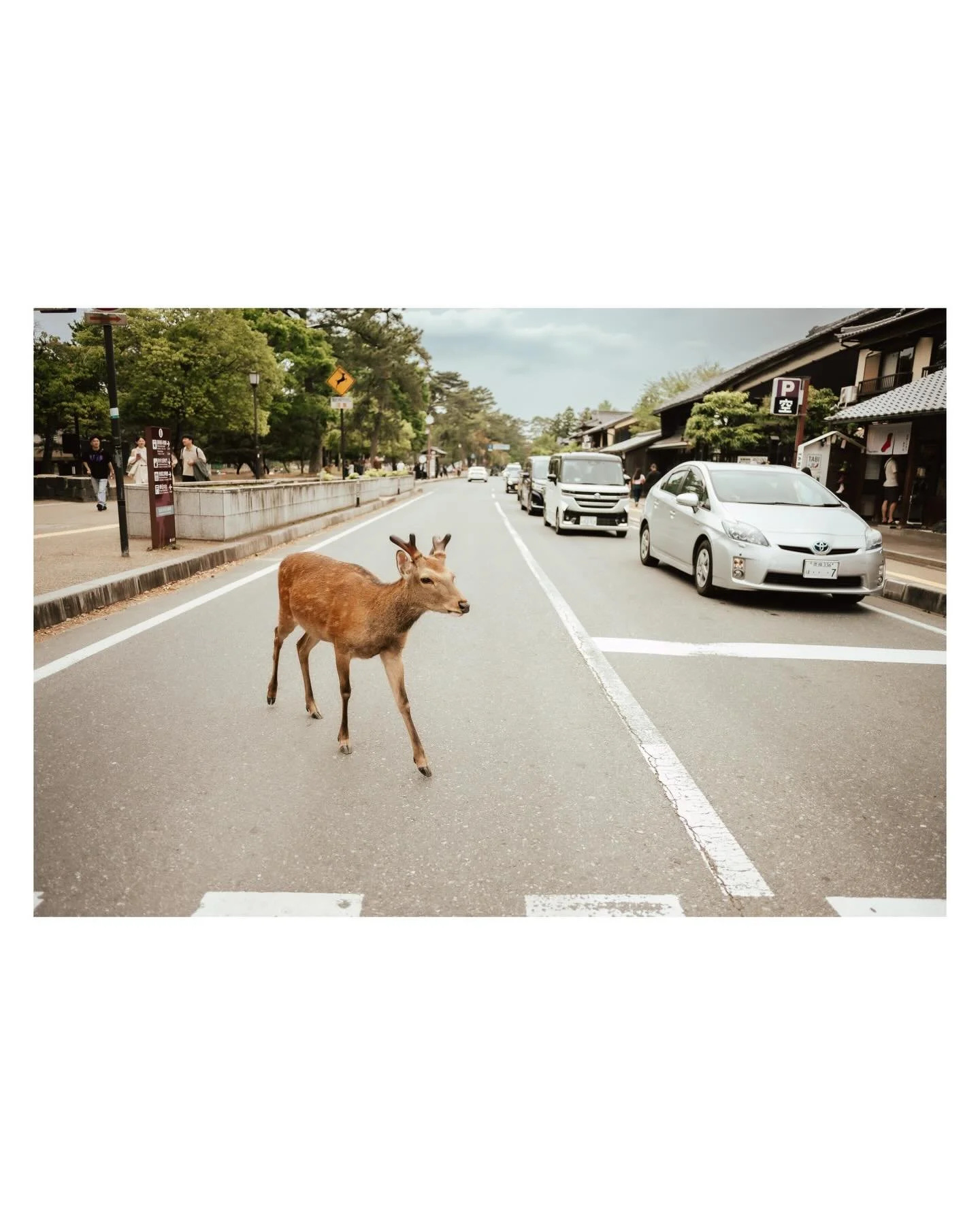 There is a lot from our life that feels like a dream and this is one of those trips. Partly because it was a whirlwind trip we honestly had zero time to fit in but feared regretting not taking the opportunity. Also because traveling the world and exp