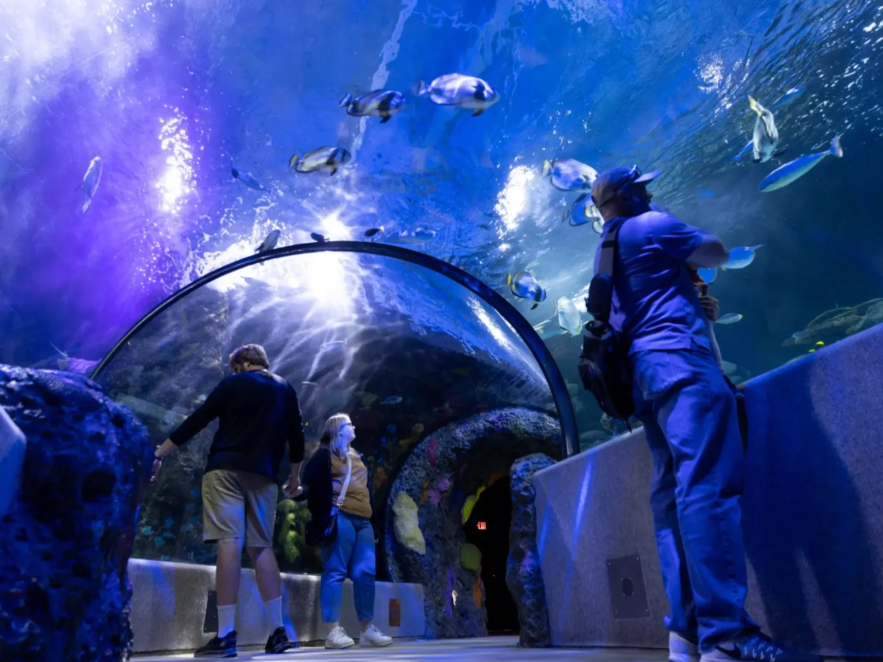 The famous glass tunnel of the Virginia Aquarium in Virginia Beach. Walk through for a once-in-a-lifetime view of aquatic life.