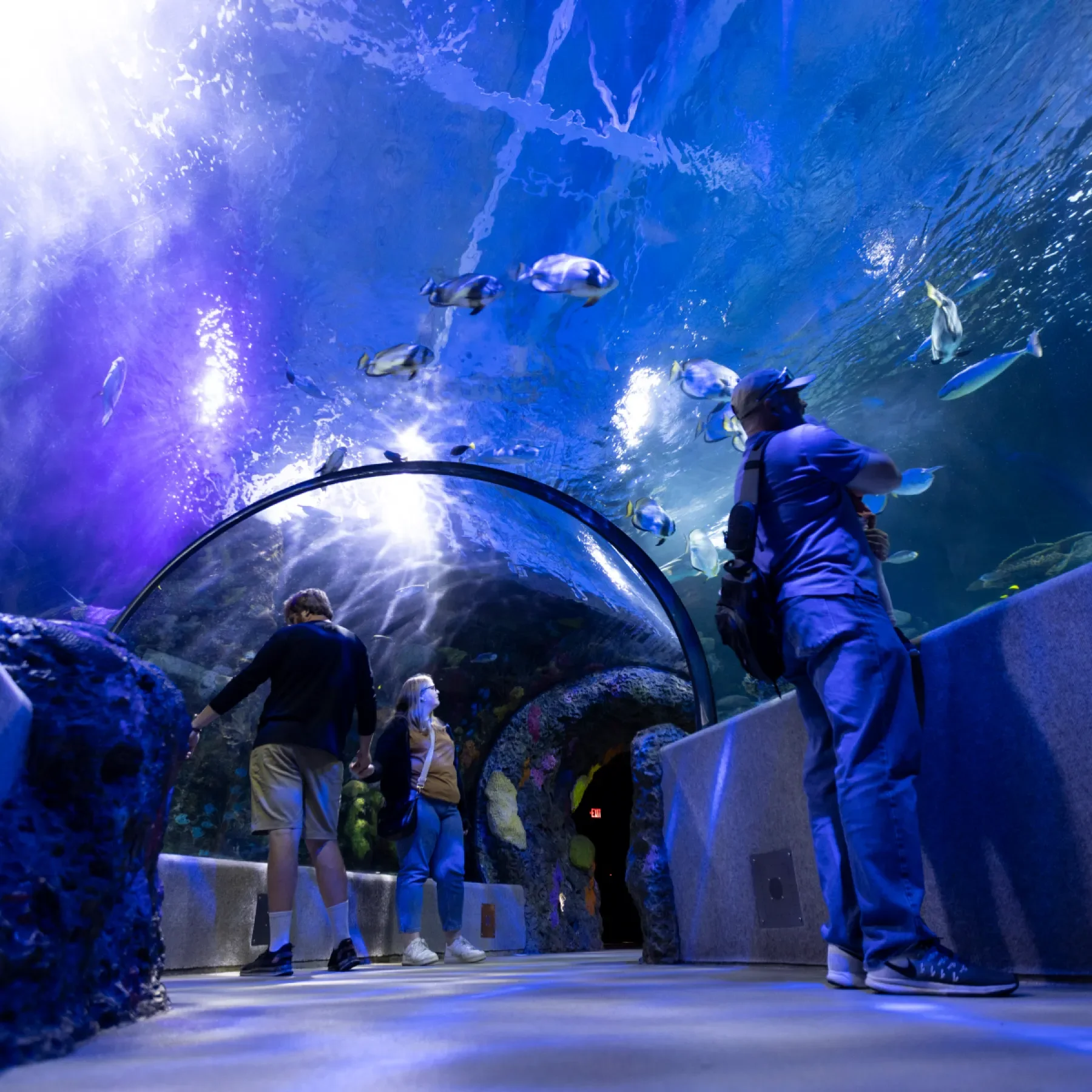 The famous glass tunnel of the Virginia Aquarium in Virginia Beach. Walk through for a uniquely immersive view of aquatic life.