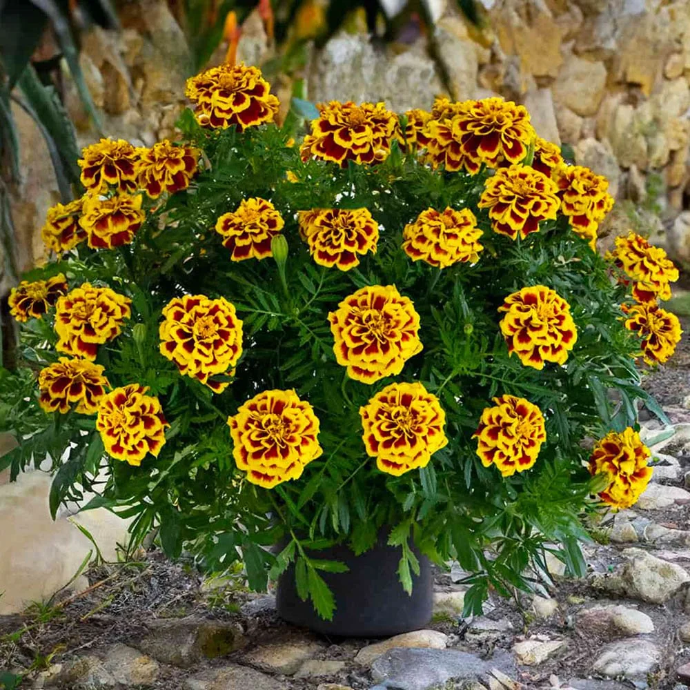 Marigold - Mango Tango