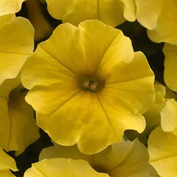 Petchoa - Caliburst Yellow