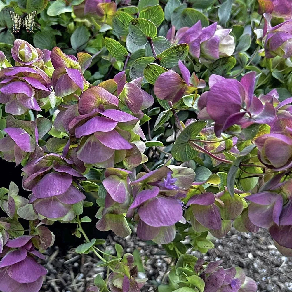 ornamental-oregano-kirigami-bracts.jpg