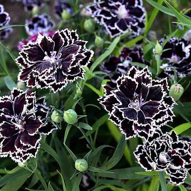 Dianthus -  Zebra Crossing