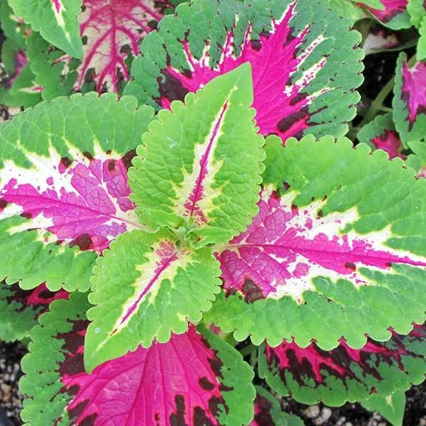 Coleus - Wizard Rose