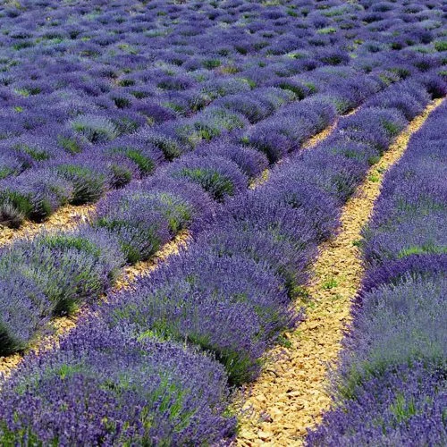 lavender-vincenza-blue.jpg