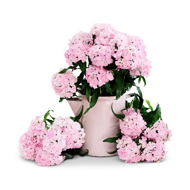 FL417-Dianthus_Seeds_Flora_Pearl_Appleblossom_takhgi.jpg