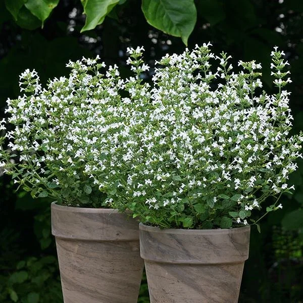 Calamintha - Marvelette White