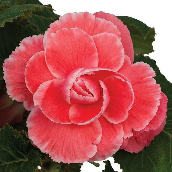begonia-on-top-melon-lace.jpg