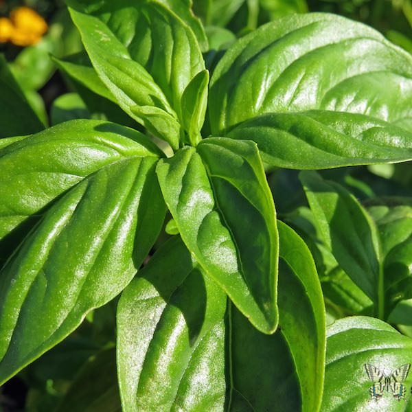 Basil - Genovese
