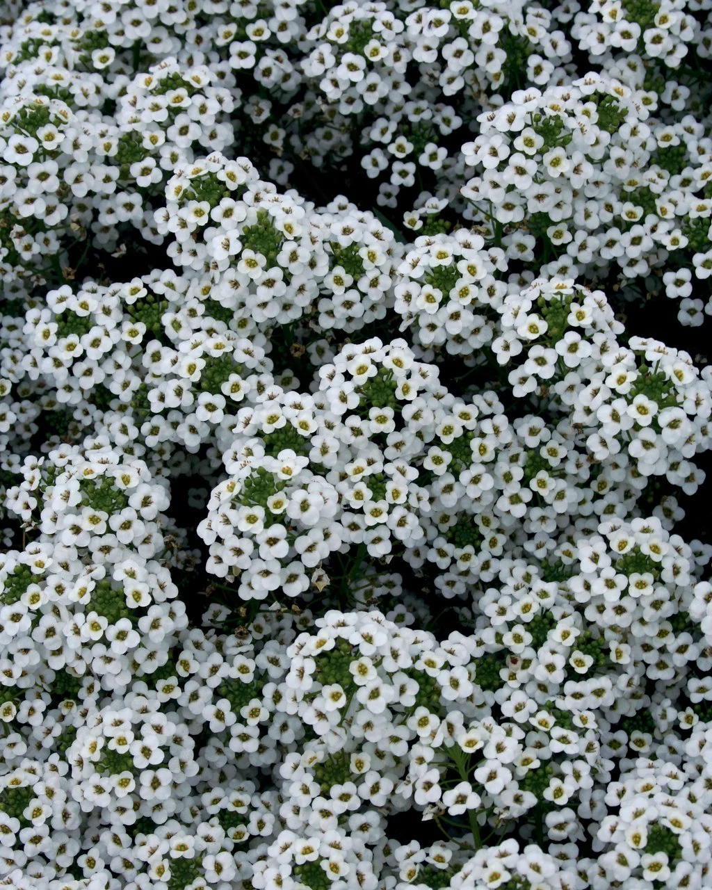 SweetAlyssum_SnowPrincess_1.jpg