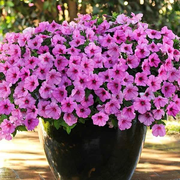 Petunia - Easy Wave Pink Passion