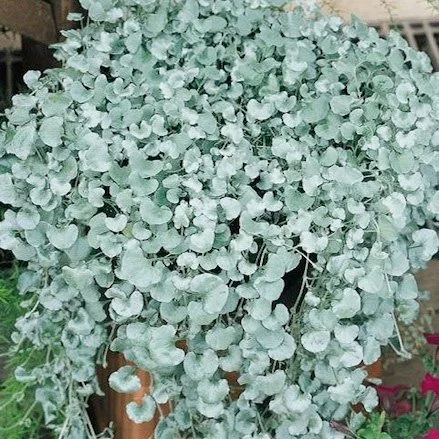 dichondra-silver-falls.jpg