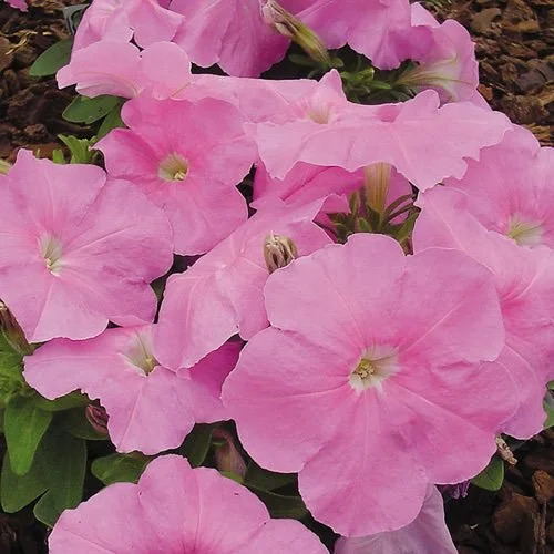 Petunia - Mambo Sweet Pink