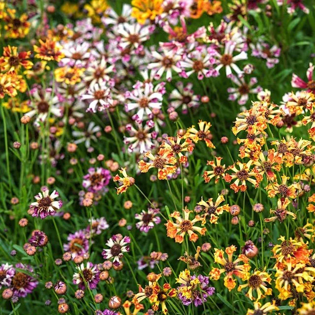 Coreopsis -  Incredible Sea Shells Mix