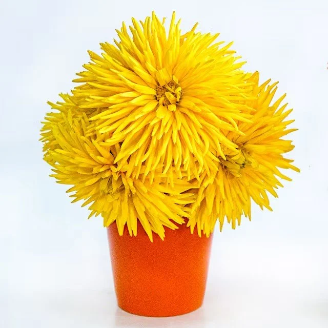 calendula-porcupine-mix-lss-dsc_8315.jpg