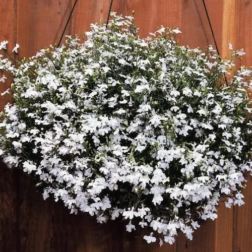 Lobelia - Regatta White