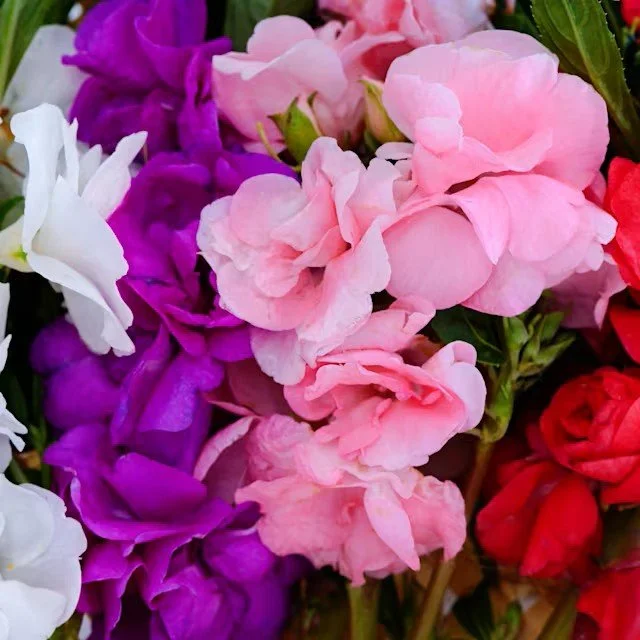 Balsam -  Topknot Mix