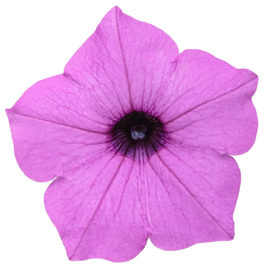 petunia_supertunia_vista_jazzberry_macro_03.jpg