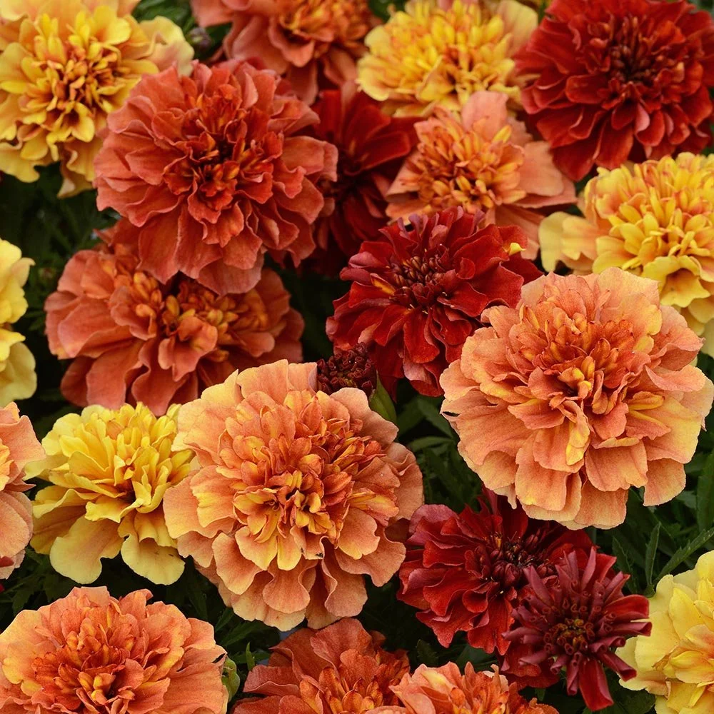 marigold-strawberry-blonde.jpg