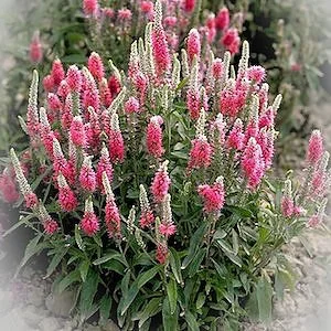 Veronica - Pink Goblin