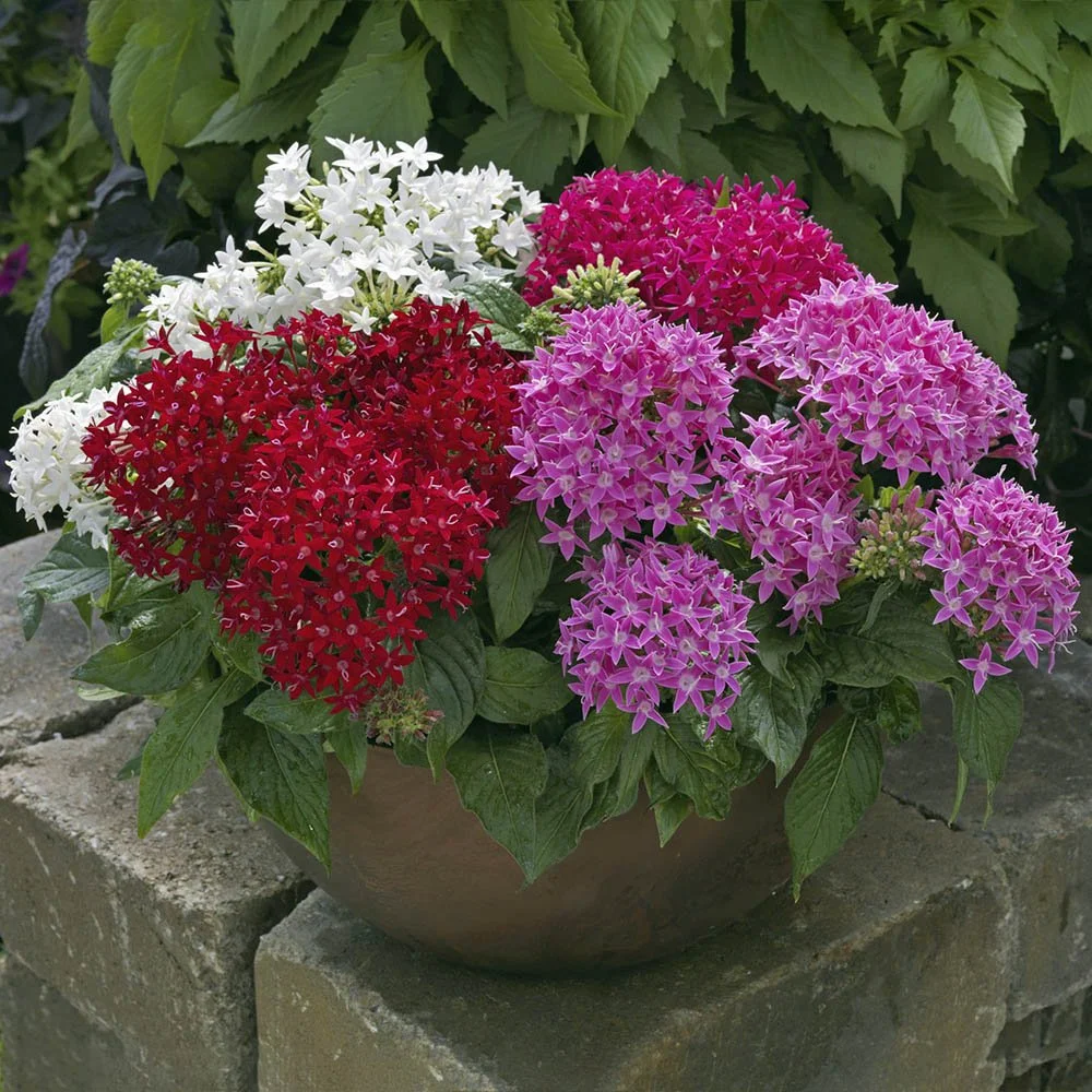 Pentas - Beebright Mix