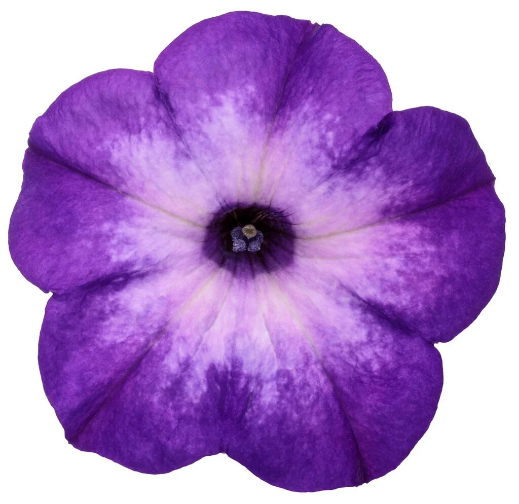 supertunia_blue_tiara_macro_02.jpg