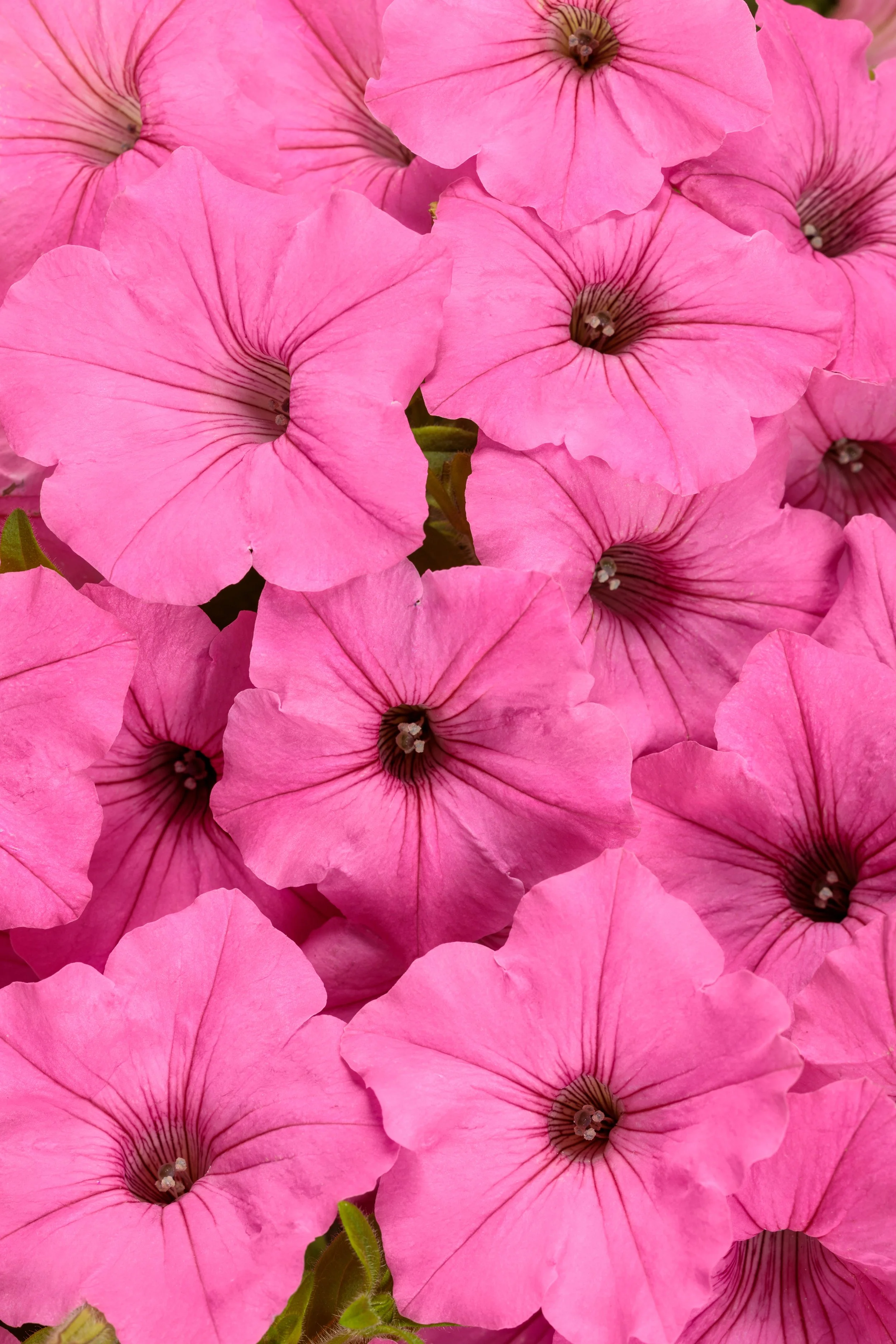 supertunia_vista_bubblegum_improved_tag_rgb-4480x6720-b92f41b.jpg