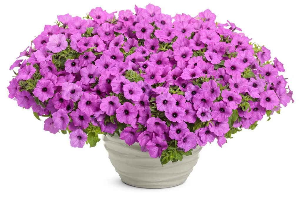 petunia_supertunia_vista_jazzberry_mono.jpg
