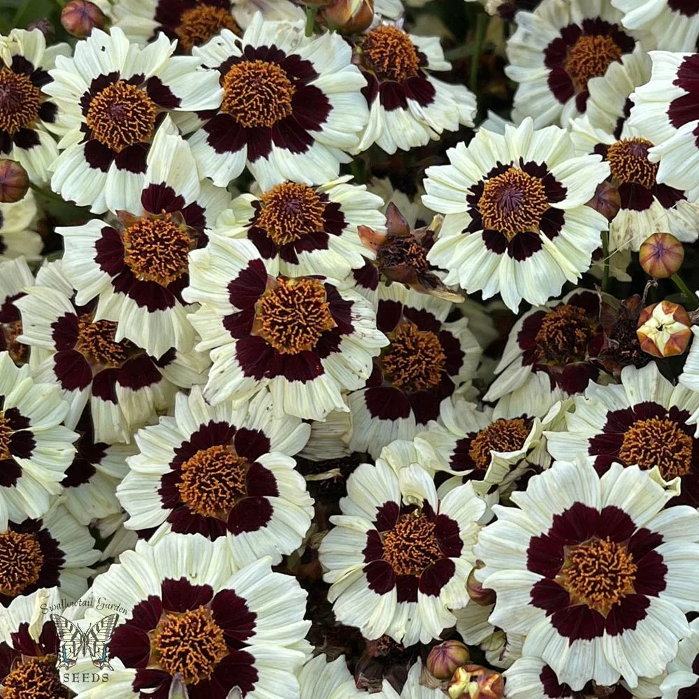 Coreopsis - Corusco Cream-Red