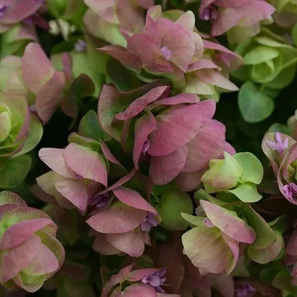 Ornamental Oregano - Kirigami
