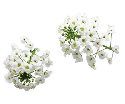SweetAlyssum)snow_princess_01.jpg