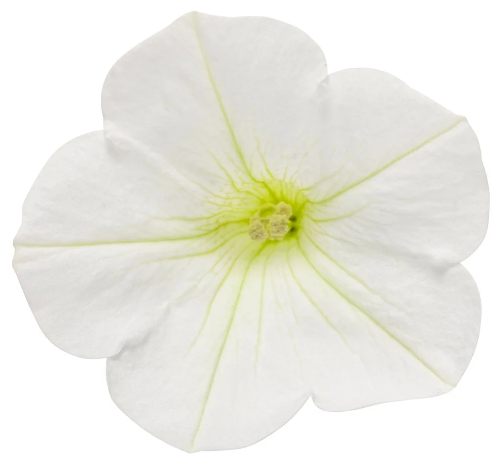 supertunia_white_charm_01.jpg