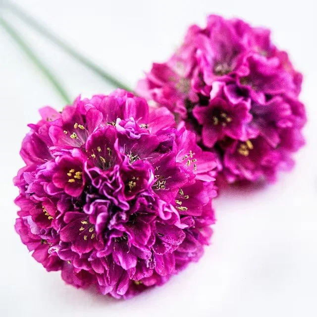 armeria-morning-star-deep-rose-lss-dsc_8745.jpg