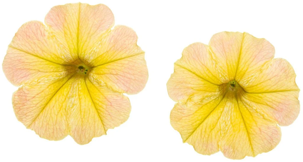 supertunia_honey_cutout1.jpg